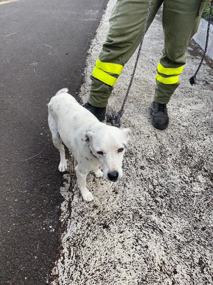 alejanfm's tweet photo. ¿Alguien de #LaPalma conoce a este perrito? Lo encontraron la zona de las manchas, Restaurante Evangelina.... compartan a ver si encontramos al dueño. Gracias!!  #LaPalmaeruption  #Todoque  #Fuencaliente   #volvcanlapalma #LaPalmaeruption  #Canarias https://t.co/ZxBPK6I7na