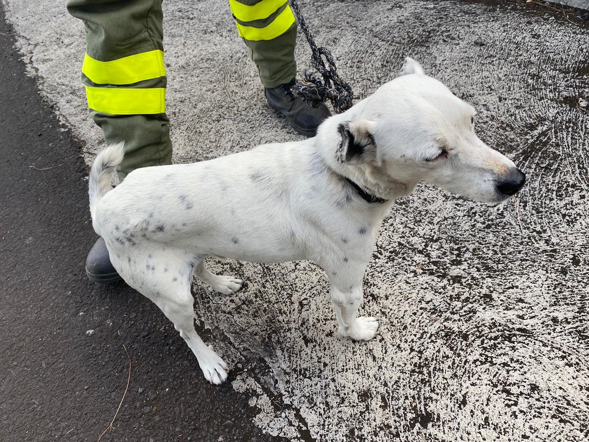 alejanfm's tweet photo. ¿Alguien de #LaPalma conoce a este perrito? Lo encontraron la zona de las manchas, Restaurante Evangelina.... compartan a ver si encontramos al dueño. Gracias!!  #LaPalmaeruption  #Todoque  #Fuencaliente   #volvcanlapalma #LaPalmaeruption  #Canarias https://t.co/ZxBPK6I7na