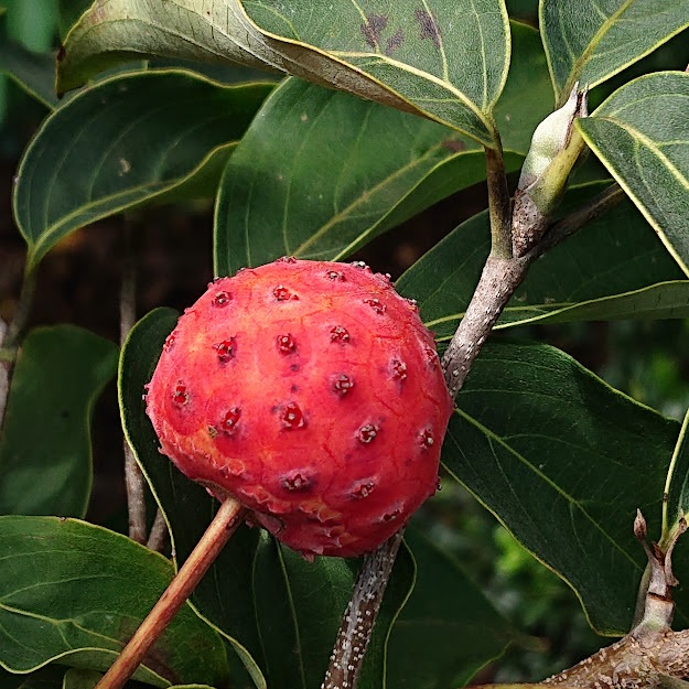 イルカ ヤマボウシの実 食べられるだ ジャムや乾燥したり そのまま皮を剥いて生でも食べられます 写真は 散歩で出会った ヤマボウシの実 T Co T2ekkytsd0 Twitter