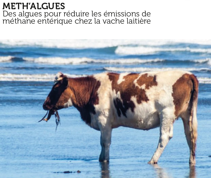 B_Rouille's tweet image. 🚨 #METHALGUES
Des algues pour réduire les émissions de #méthane entérique chez la vache laitière

Fiche de présentation➡️ bit.ly/3CUMhBD

@InstitutElevage @INRAE_BzhNdie @Algues_Ceva @GroupeRoullier @AggloLTC @regionbretagne @paysdelaloire @ademe #ceuxquifontlelait