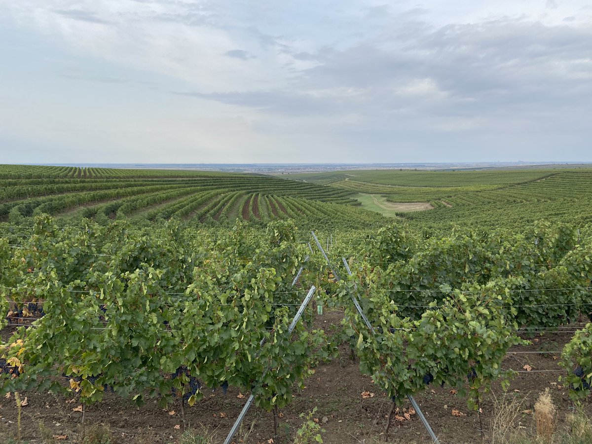 richardsiddle's tweet photo. With another strong harvest in Romania @CrameleRecasEU is receiving “massive” demand from UK importers/multiples looking to secure fruit to make up for bad French &amp; other EU harvests. Challenge is how to allocate its wines to customers now all over the world says @cox_home https://t.co/U68ZSWRuTc