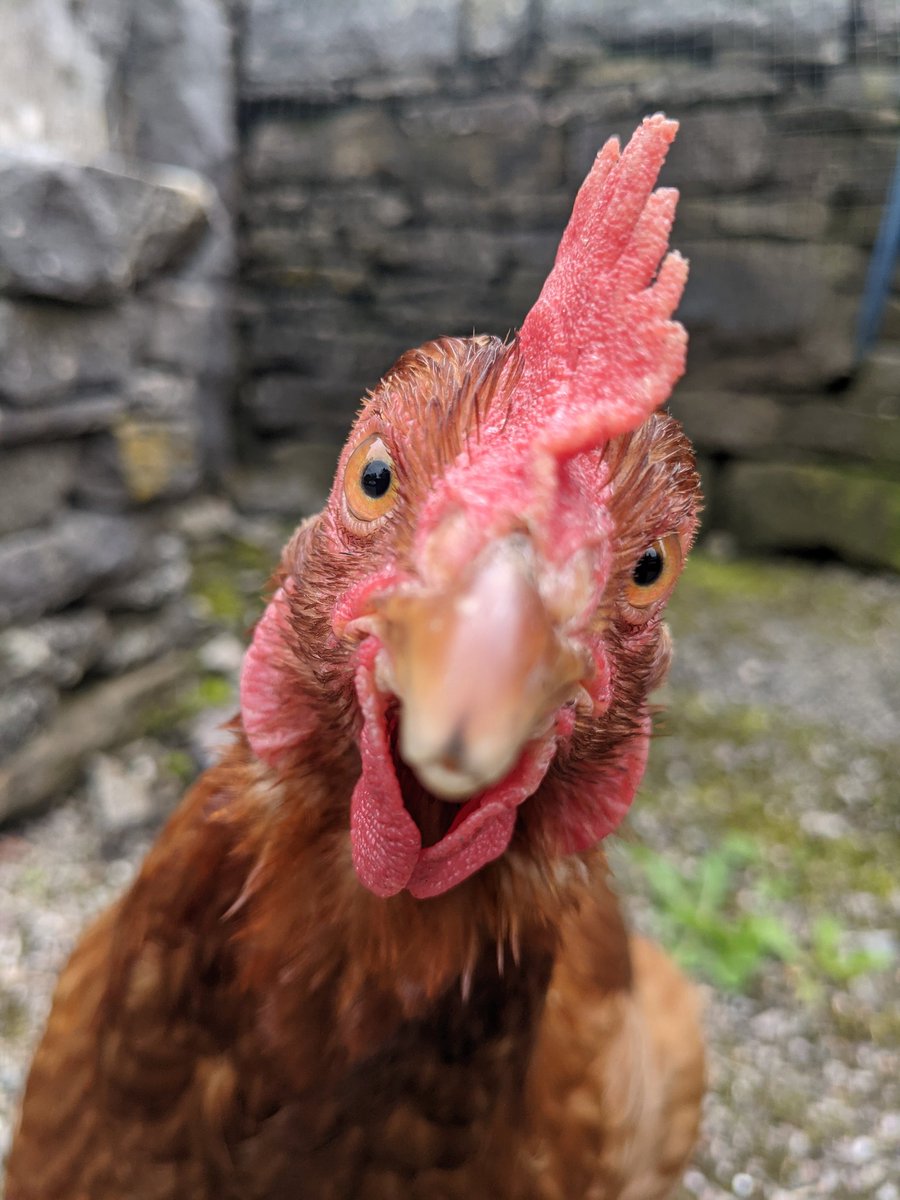 SoStrangeTweet1's tweet photo. @J1mmyRS Did you say chicken? https://t.co/qArQEWlo32