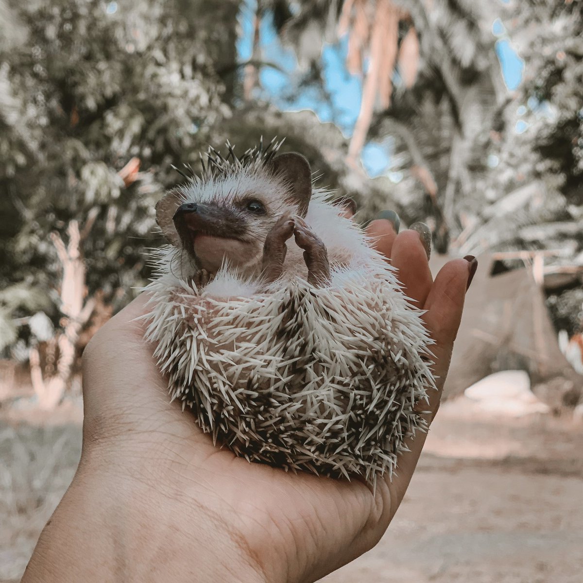 ntknatta's tweet photo. ผมชื้อ Milo #เม่นเเคระ #Hedgehog https://t.co/39LqOJX4y0