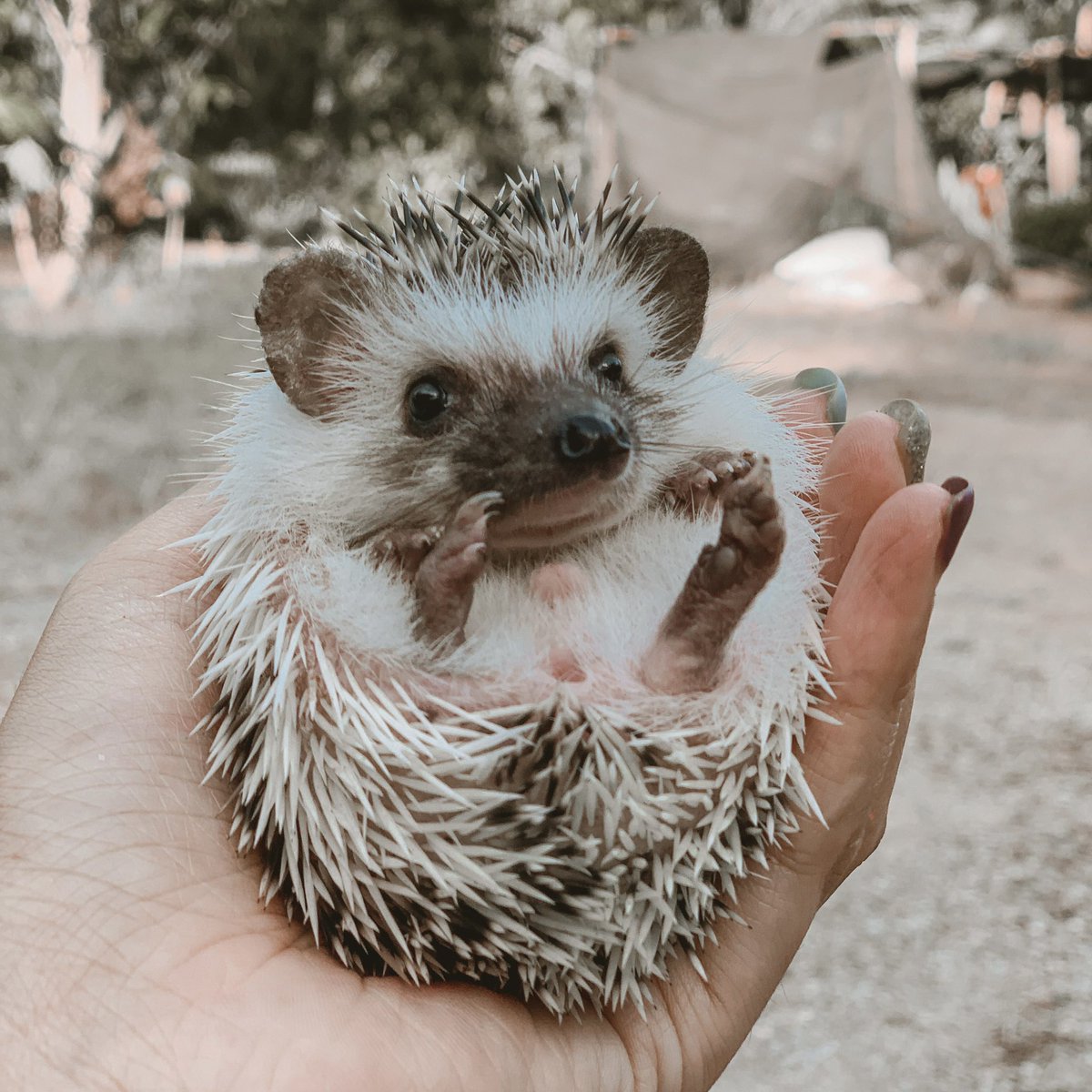 ntknatta's tweet photo. ผมชื้อ Milo #เม่นเเคระ #Hedgehog https://t.co/39LqOJX4y0