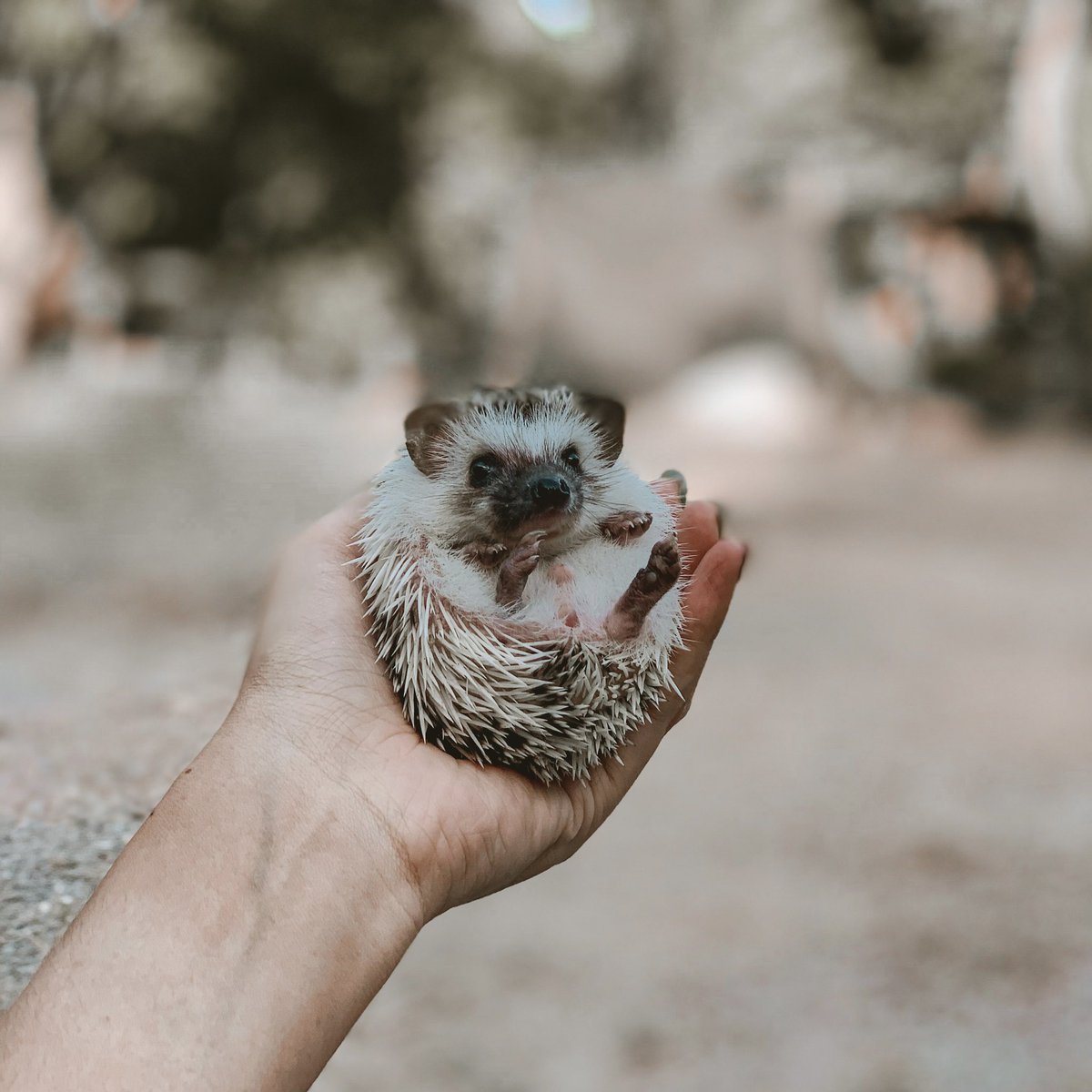 ntknatta's tweet photo. ผมชื้อ Milo #เม่นเเคระ #Hedgehog https://t.co/39LqOJX4y0