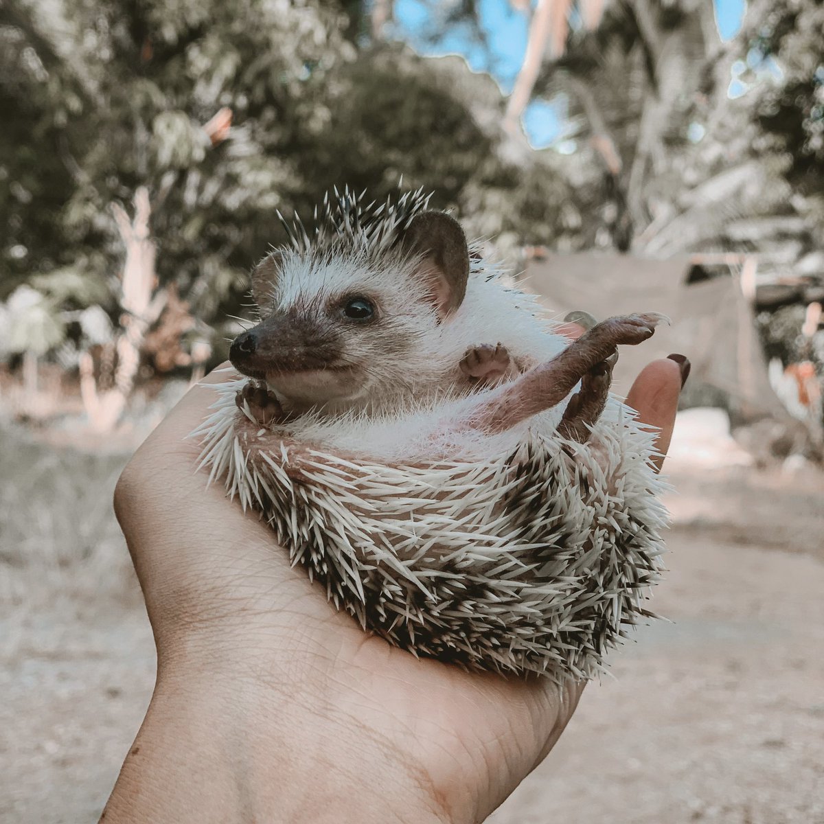 ntknatta's tweet photo. ผมชื้อ Milo #เม่นเเคระ #Hedgehog https://t.co/39LqOJX4y0