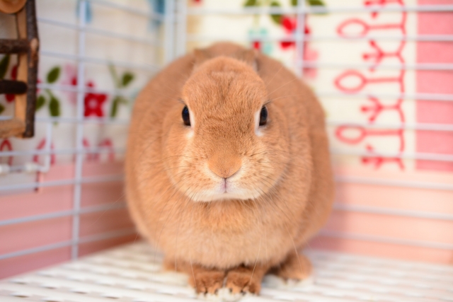 うさぎのおった Usagi Ottakun Twitter