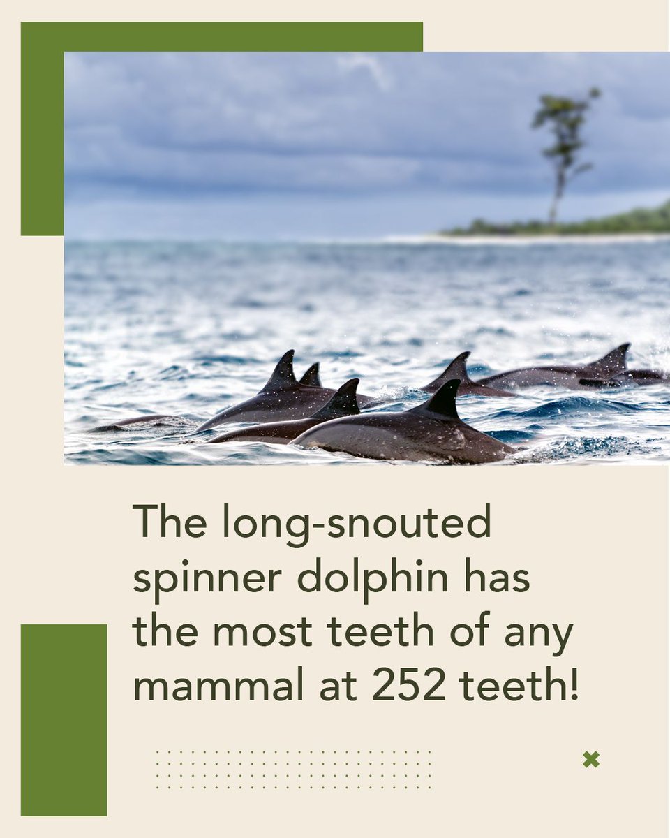 dr_zemskova's tweet photo. The long-snouted spinner dolphin has the most teeth of any mammal at 252 teeth! #toothfacts #lakefrontfamilydental #burlingtondentist https://t.co/W2FsdM9KZg