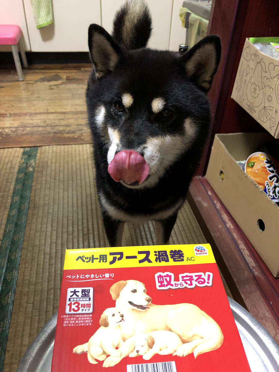 kumi8fuku's tweet photo. 飼い犬よ
それは食べ物じゃない
蚊を退治するものや
#黒柴　#shidainu https://t.co/tZN2UMepIt