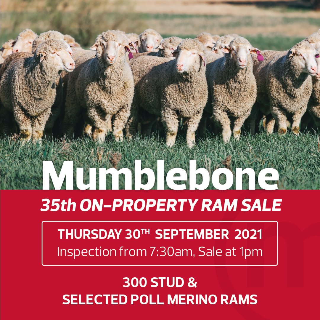 Mumblebone Merinos tweet media