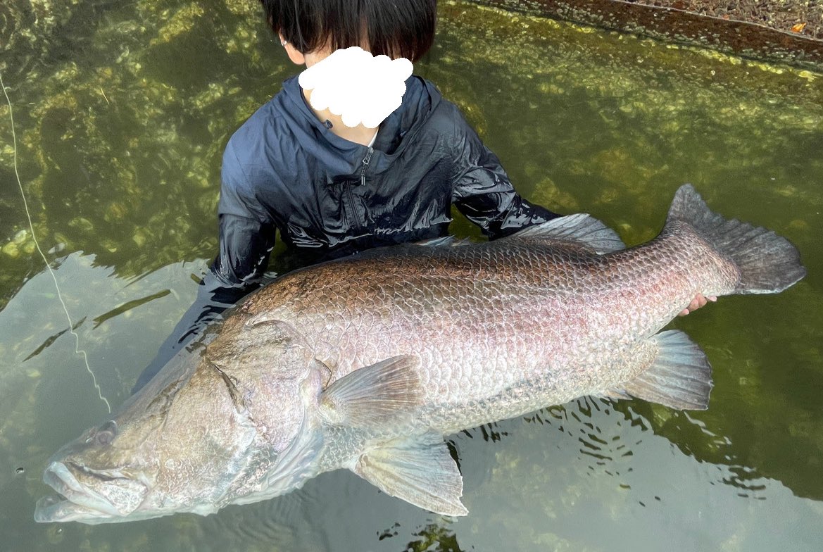 日本三大怪魚 Twitter Search Twitter