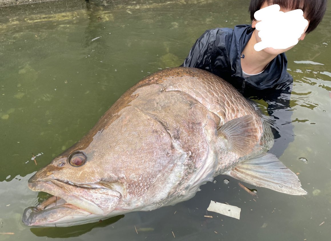 日本三大怪魚 Twitter Search Twitter