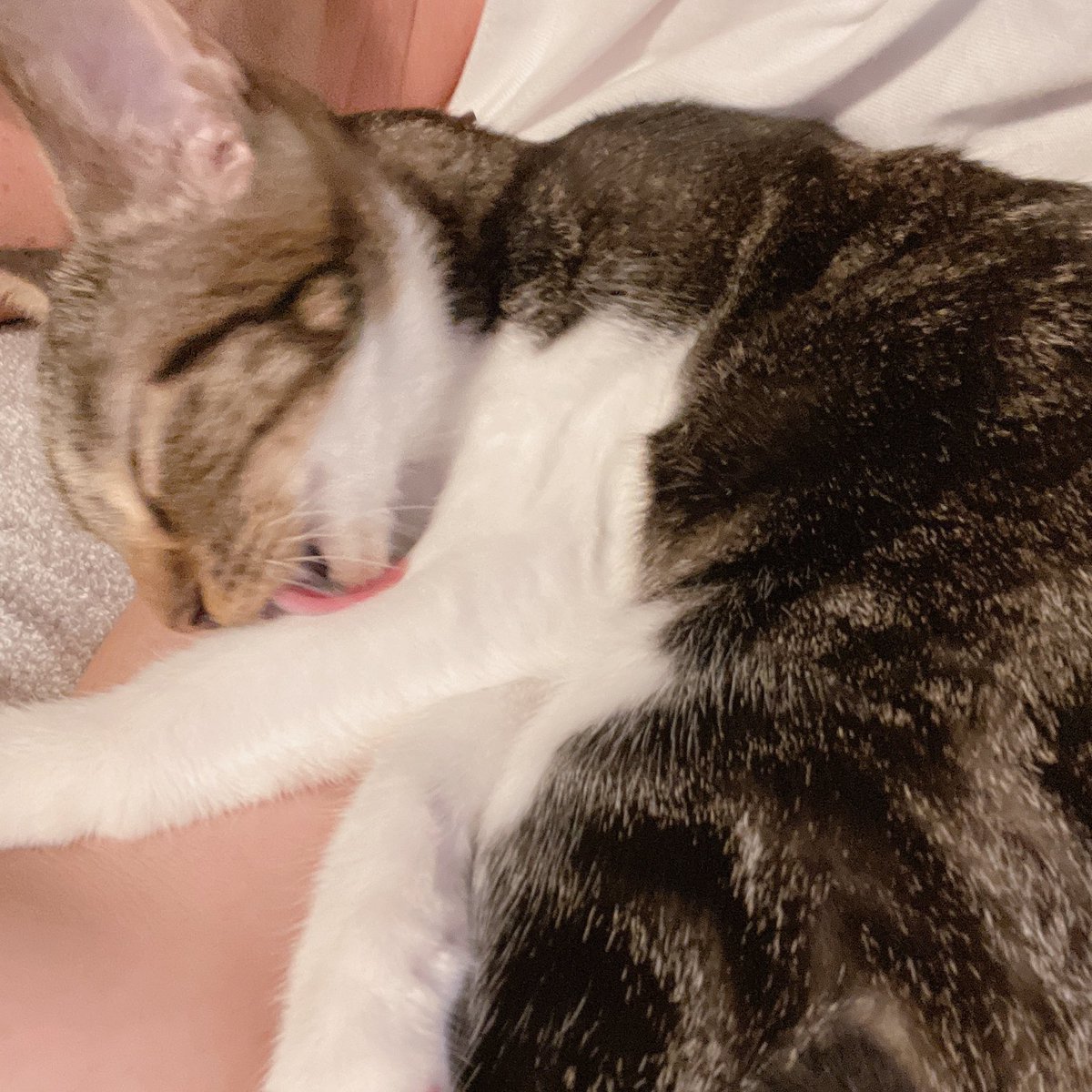 これが贈答用マンゴー犬ですpic Twitter Com Wagoirsg1v 八重野なこ