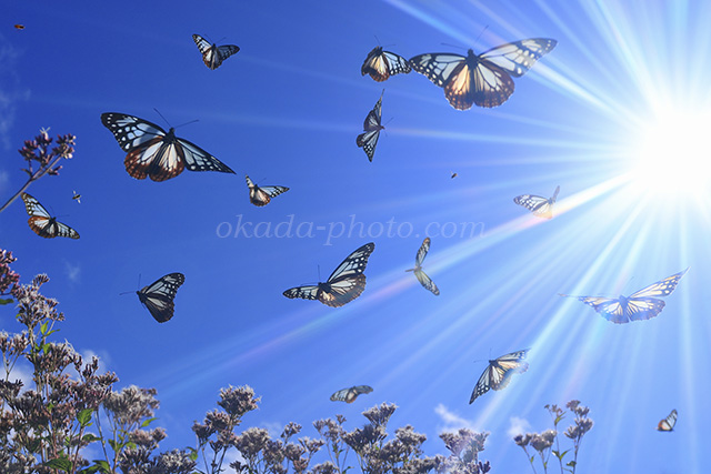 夢の中の世界のよう🦋✨ #アサギマダラ #絵本のような風景 #写真 #花 