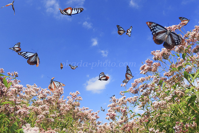 夢の中の世界のよう🦋✨ #アサギマダラ #絵本のような風景 #写真 #花