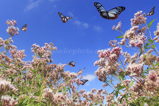 夢の中の世界のよう🦋✨ #アサギマダラ #絵本のような風景 #写真 #花