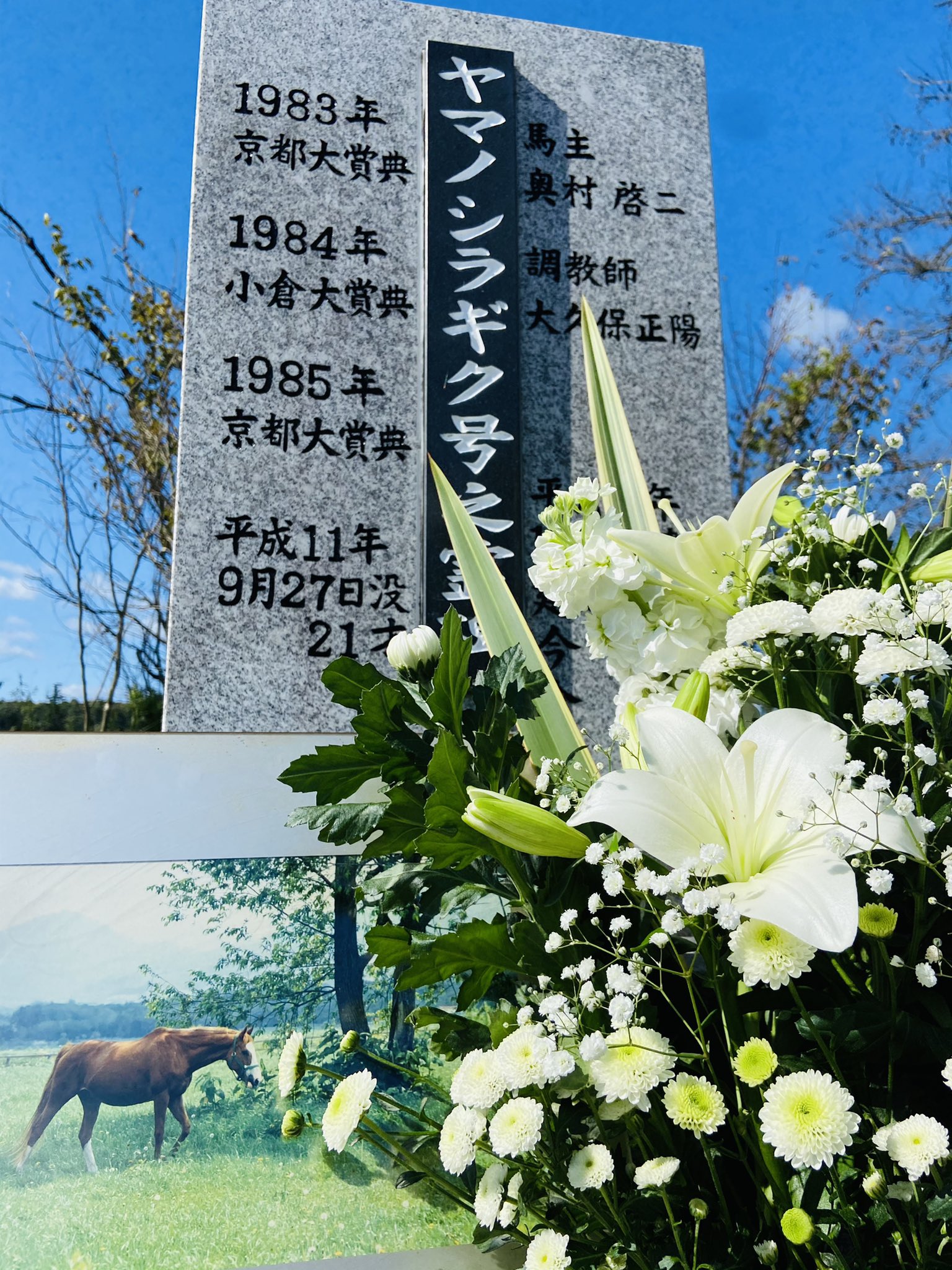 ヤマノシラギク Twitter Search Twitter