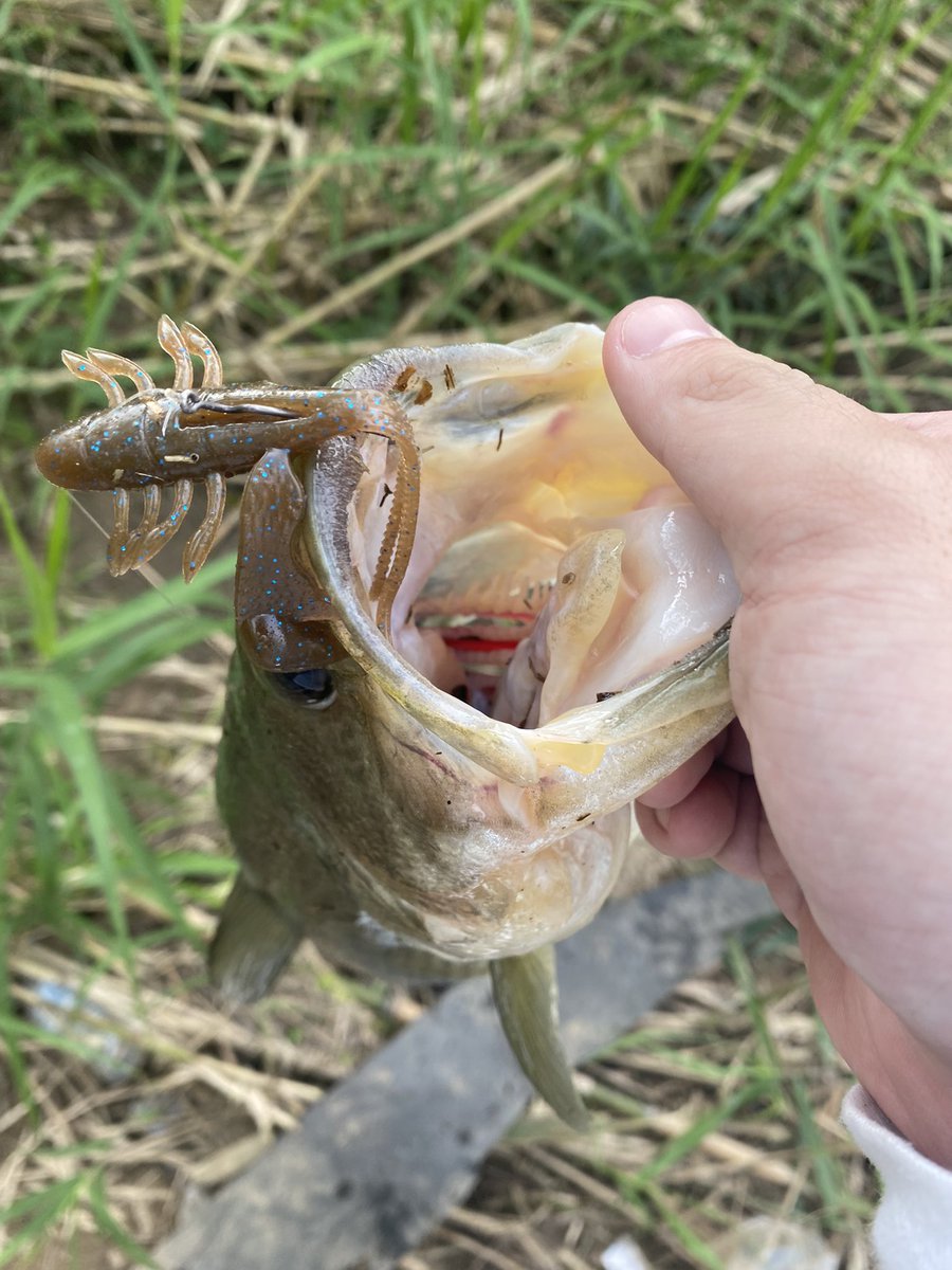 ari_syuto's tweet photo. 約2ヶ月ぶりの釣り、そして5ヶ月ぶりのバス釣れた✊
サイトは感覚衰えすぎてて歯が立たなかったけど、レッキングクローのルアーパワーに助けられた1日でした💪 https://t.co/7RYfDugNm4