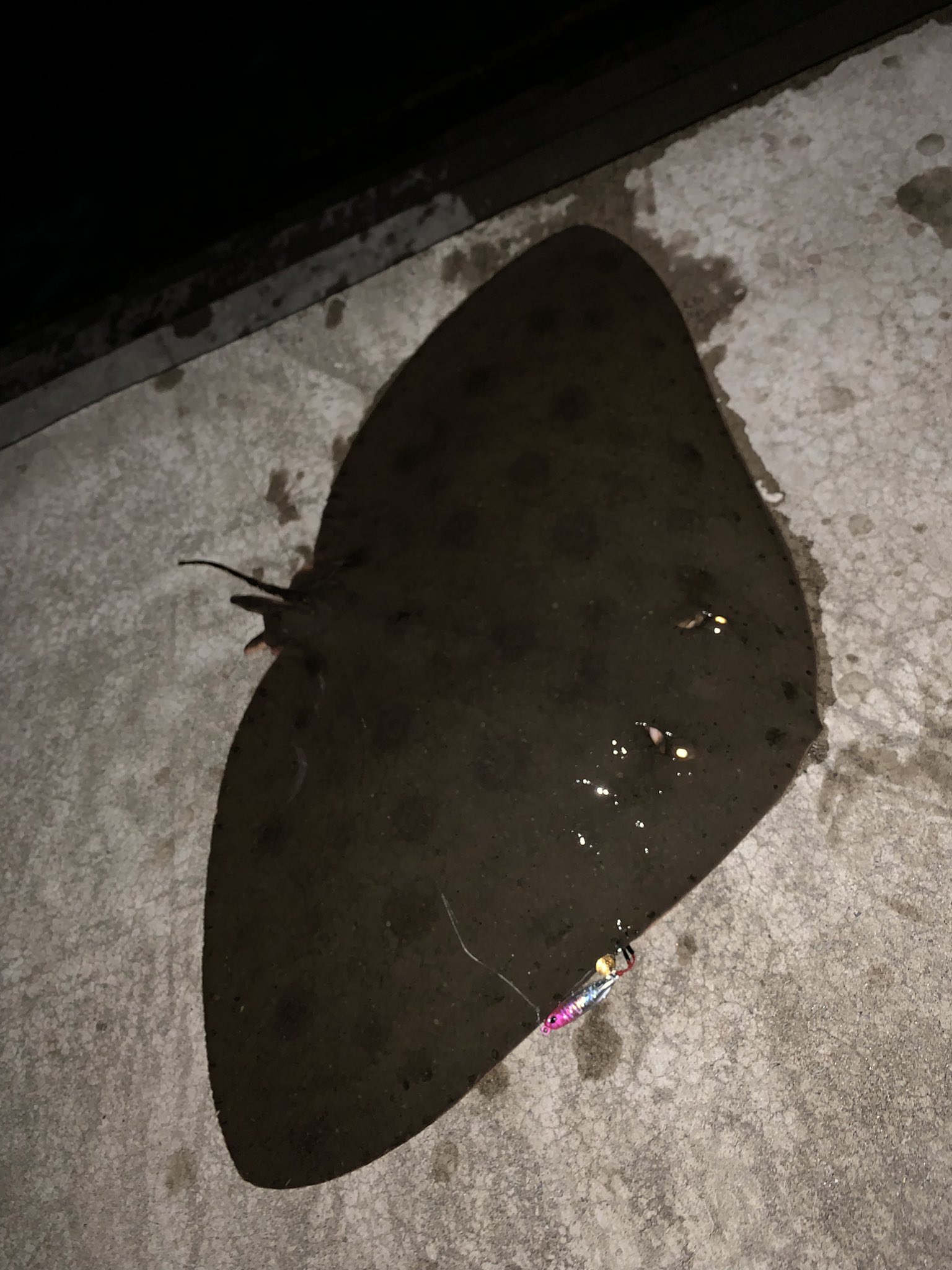 太刀魚 Tachiuooo Twitter