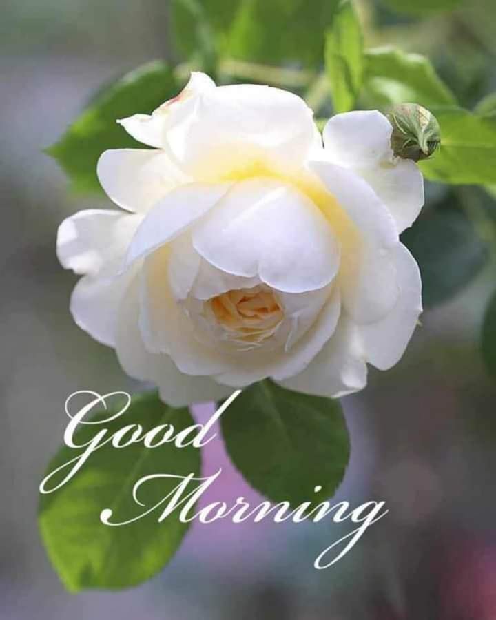 RFM316's tweet image. Good Morning!

My voice shalt thou hear in the morning, O Lord; in the morning will I direct my prayer unto thee, and will look up.  Psalm 5:3

May The Lord Bless You And Keep You Always In His Care!

#revivalfiresministriesministries  #TimeInTheWord