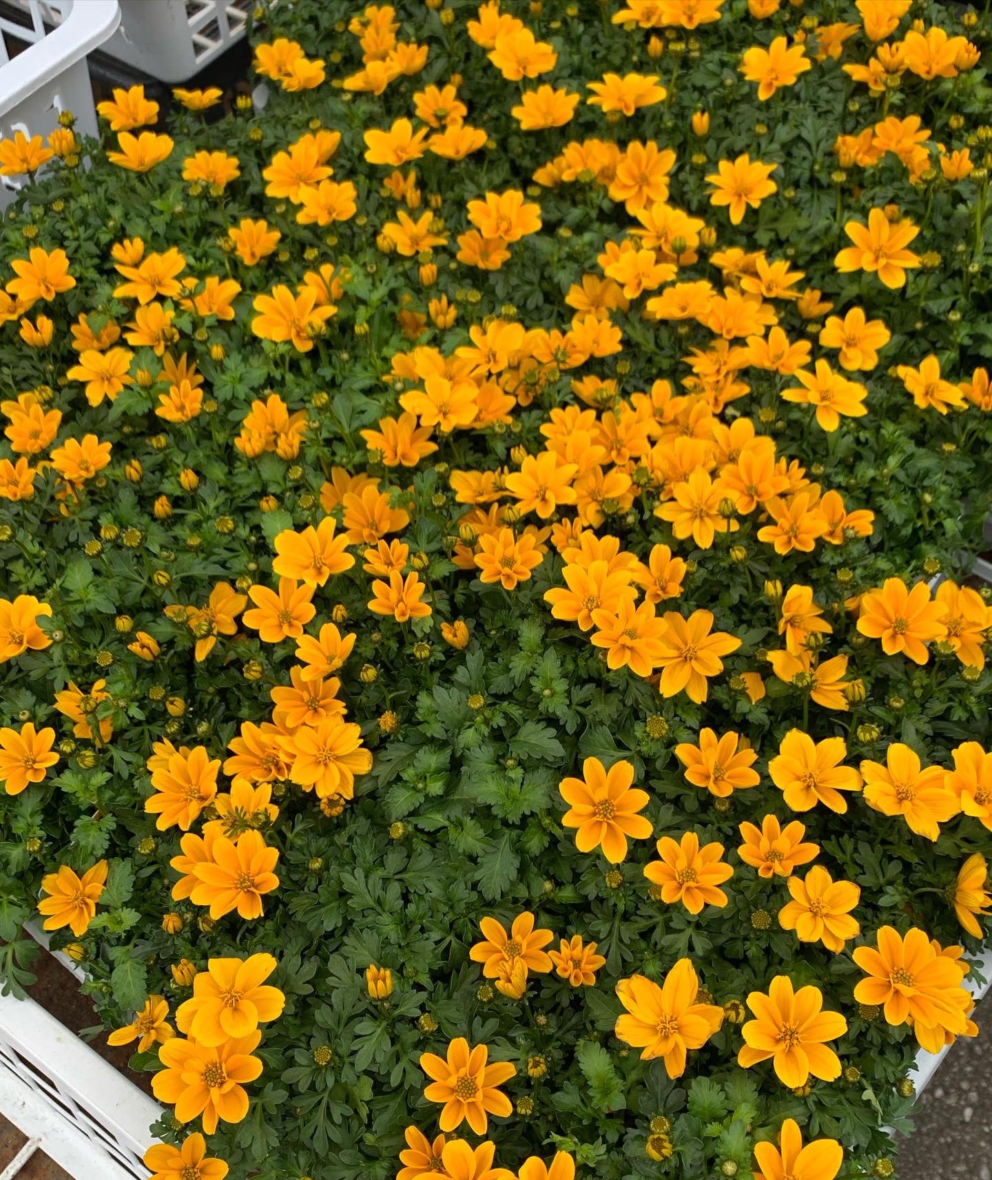Twitter 上的 公財 鹿沼市花木センター公社 ビデンス ゴールデンエンパイア 大輪の花をいっぱいに咲かせる大人気のビデンス 花壇やコンテナで必須なアイテム 比較的暑さや寒さに強いのでおすすめ とにかく色がいい 鹿沼市 鹿沼市花木センター 花木センター