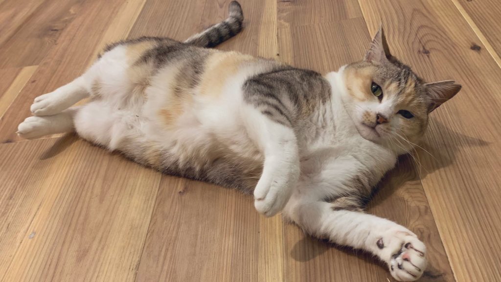 こちらはお顔、お手手、お尻尾全てが完璧な猫社員です。