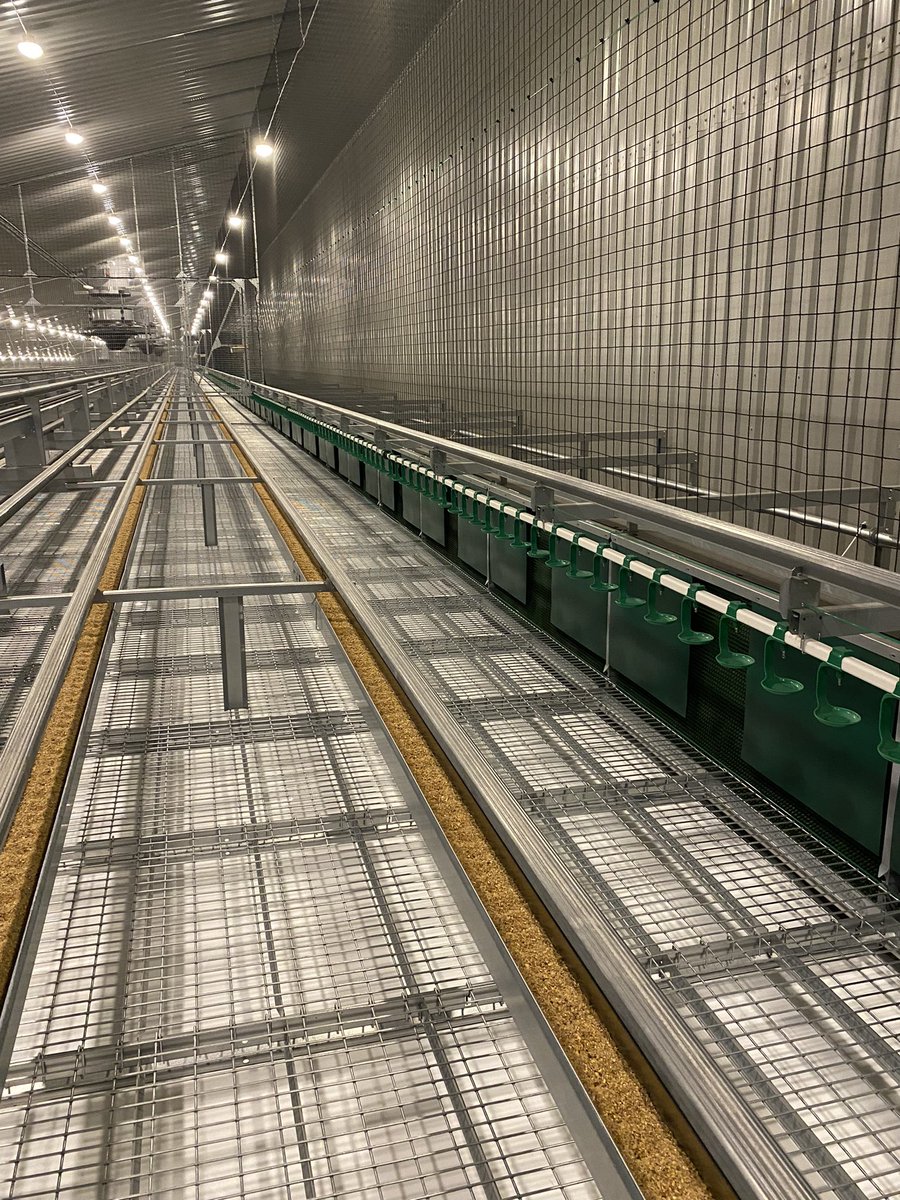 Dave Johnstone tweet media