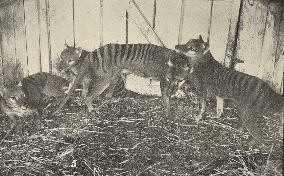NicHaygarth's tweet photo. Spurling's sack of tiger heads, or how Woolnorth thylacines went to market
https://t.co/nf2onccOxY
#twitterstorians #thylacine #Tasmania #Tasmaniantiger #stephenspurling https://t.co/AcWu1usjQy