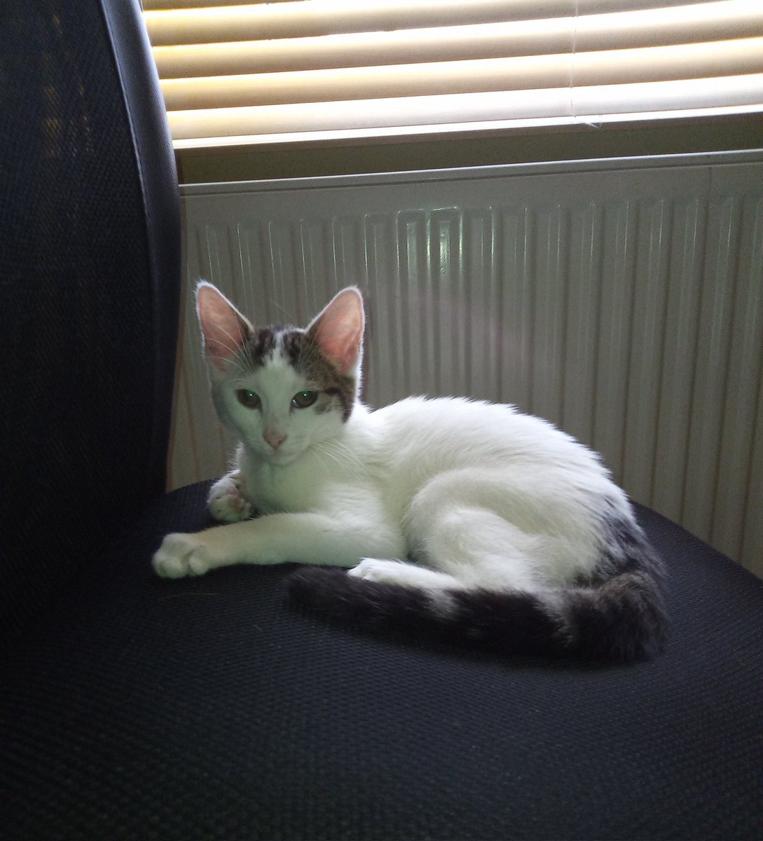 stfcjoner1986's tweet photo. Look at my cat https://t.co/hZMMhv5XwM