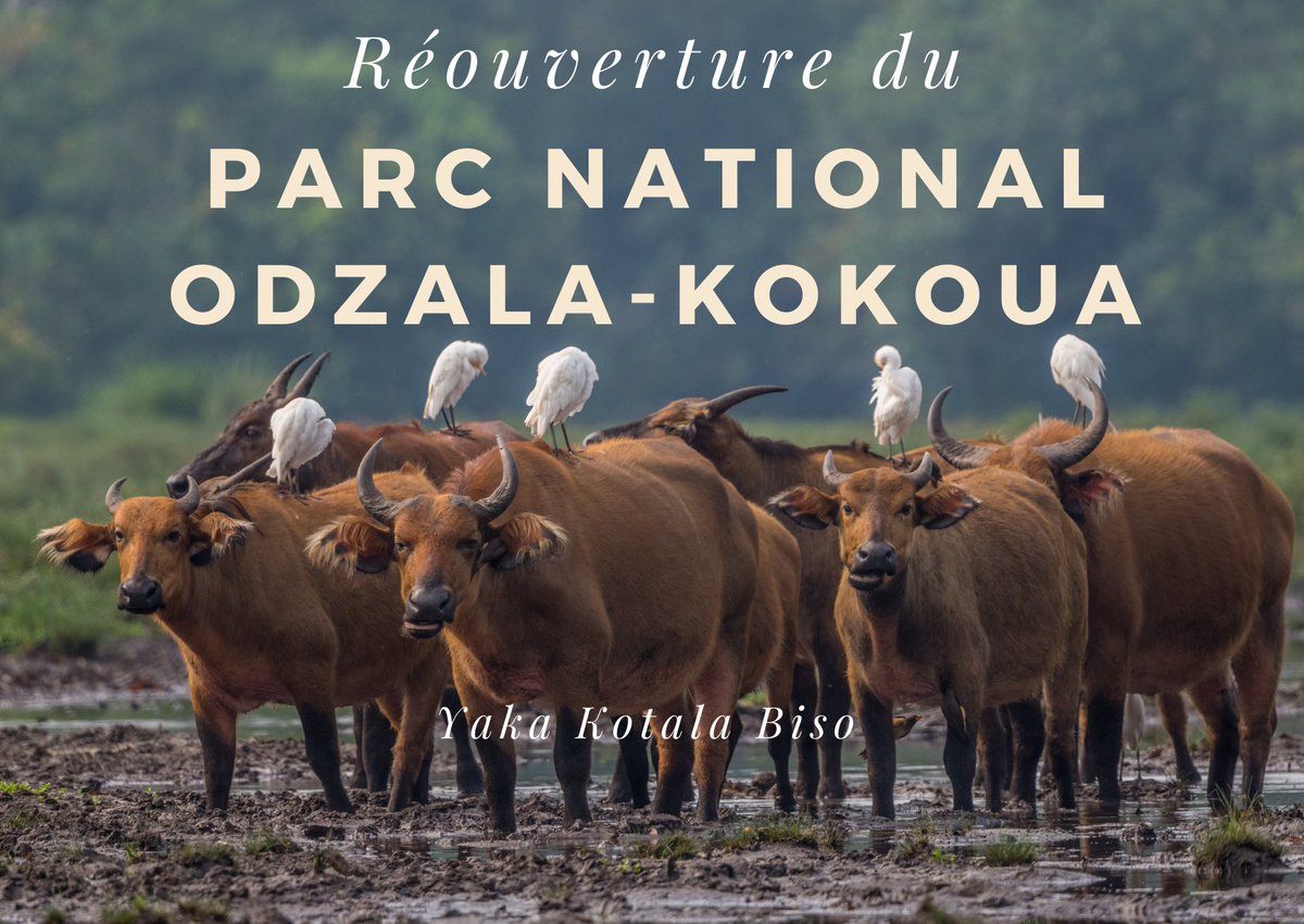 OdzalaKokoua's tweet photo. Pour la Journée Internationale du Tourisme, le Parc National Odzala-Kokoua est heureux d’annoncer qu’il a rouvert ses portes au public ! 
#odzala #africanparks #republicofcongo #visitcongo #congobasin #rainforest https://t.co/61GcjfHQb5