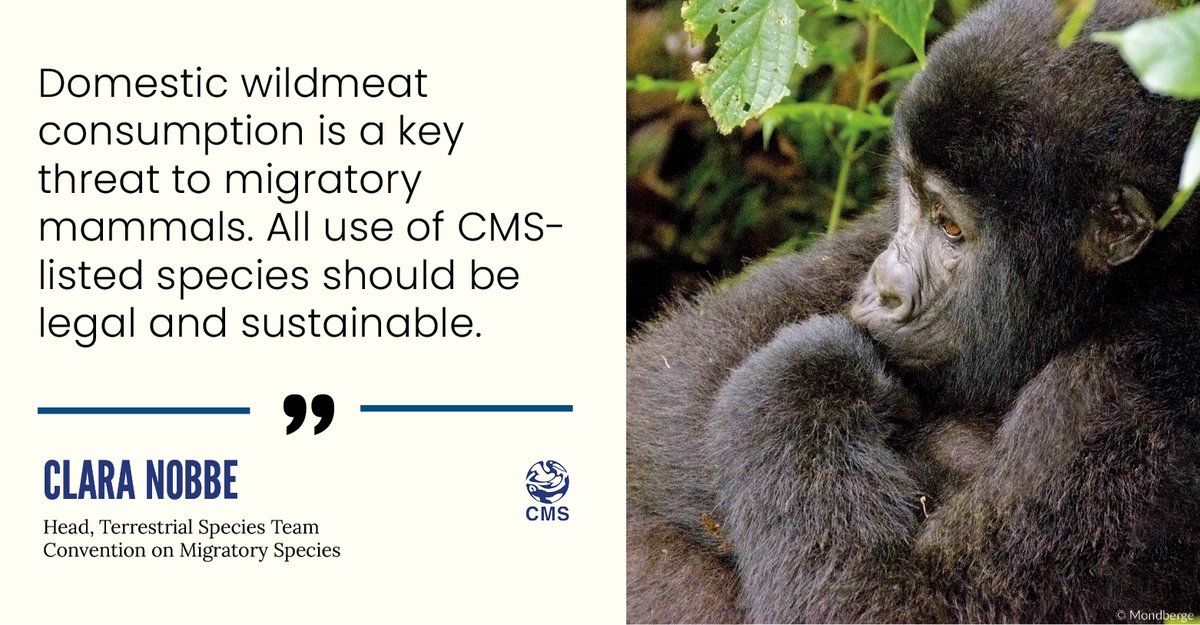 BonnConvention's tweet photo. “Domestic wildmeat consumption is a key threat to migratory mammals. All use of CMS-listed species should be legal and sustainable”,
said Clara Nobbe, Head, Terrestrial Species Team of the CMS Secretariat at the #WildMeatReport Presentation at the #CPWForum
#Post2020 https://t.co/iSxAcByrRQ