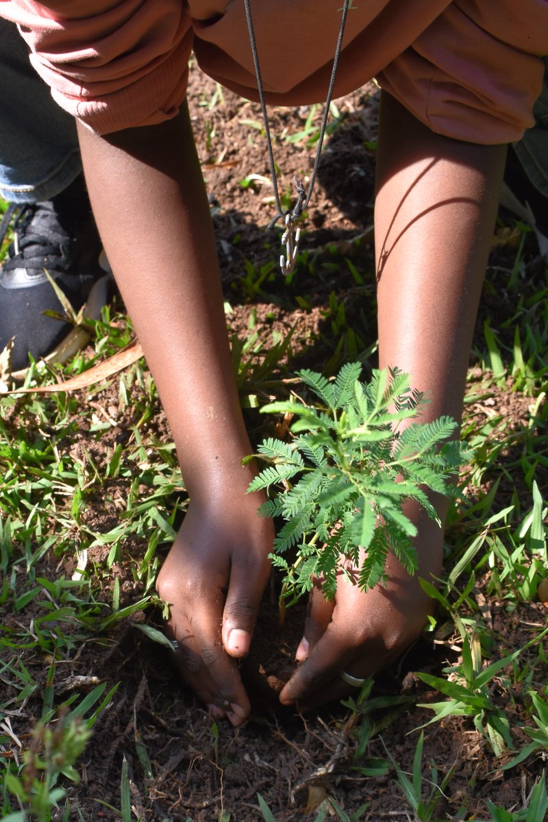 ISK_Kigali's tweet photo. In recognition of #EUinRwandaClimateWeek, and in partnership with the @EUinRW, ISK high school students planted ceremonial tree saplings at our new campus. We are excited to watch these trees grow along with our new school campus.
@RegreenAfrica @ICRAF @WVRwanda @environmentrw https://t.co/jqyM8UaE3z