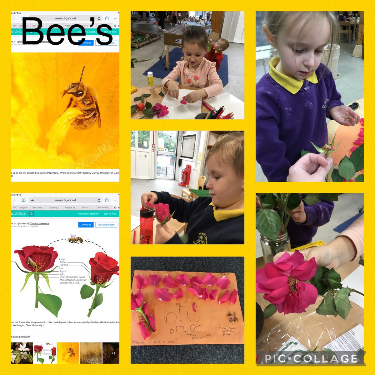 SerfsSt's tweet photo. The bee learning group have been investigating how the bee’s make honey.  Today we dissected some flowers and made some flower pictures. We found that the flower has a stem, petals and leaves. Inside we found where the bee collects nectar to make honey! #bees #learninggroup https://t.co/7T4TKhbhOG
