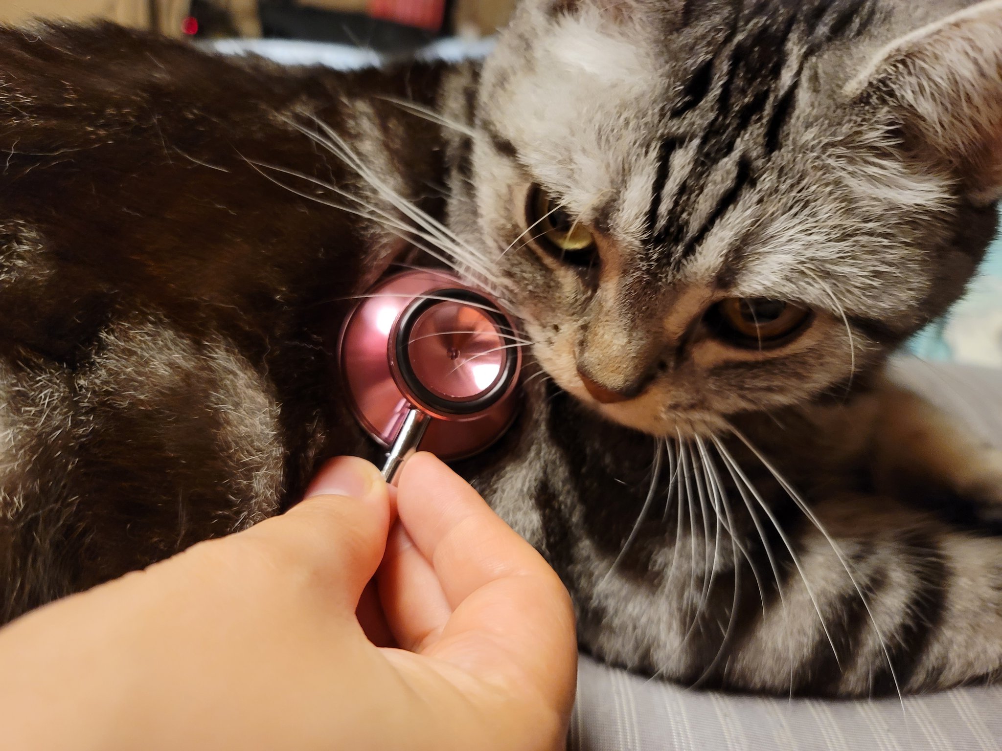 猫love 聴診器届きました よ し これで心拍数がはかれる と思ったけれど 聴診器あてるだけでグルグル喉を鳴らすので 全く心音聞こえません 大音量でグルグルグルグルと どうしたらいいの わかめ 秋人もグルグル言うから聞こえない
