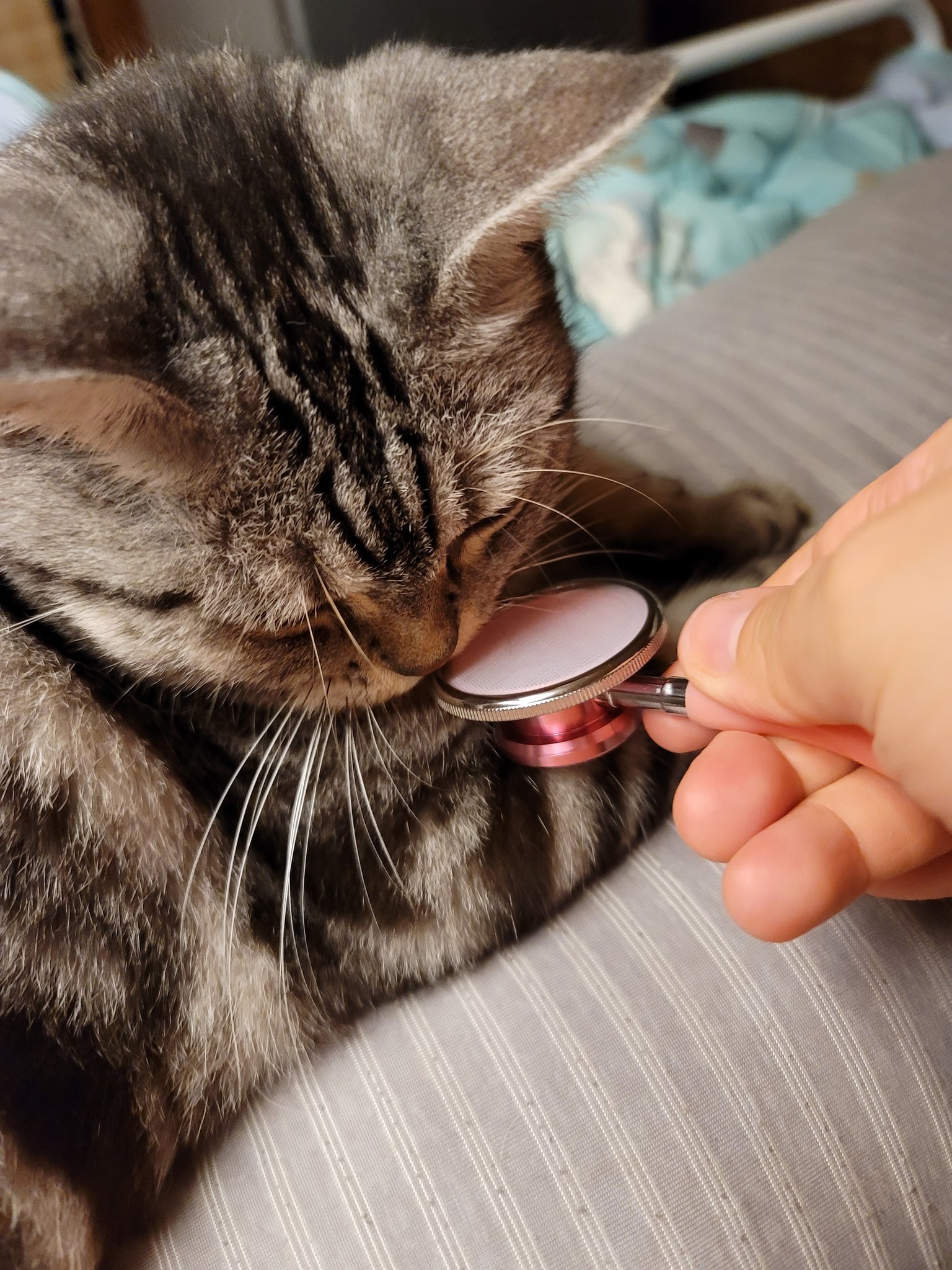 猫love 聴診器届きました よ し これで心拍数がはかれる と思ったけれど 聴診器あてるだけでグルグル喉を鳴らすので 全く心音聞こえません 大音量でグルグルグルグルと どうしたらいいの わかめ 秋人もグルグル言うから聞こえない