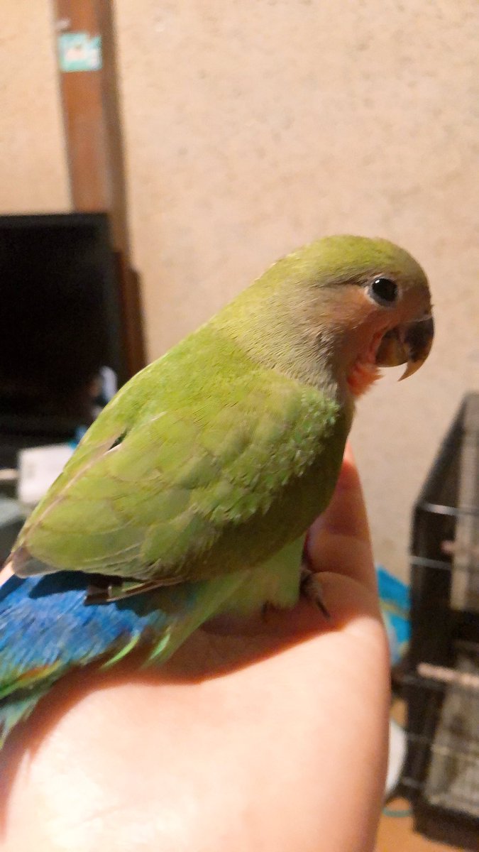 shiopan5131's tweet photo. インコが二羽逃げてしまいました🥲

久留米にお住まいの方、上津町にお住まいの方、緑と黄色の鳥を見かけたら教えていただけると助かります🤲🏻
#久留米 #上津町 #セキセイインコ　#コザクラインコ　#鳥探してます　#探してます https://t.co/DBCSvkOSvm