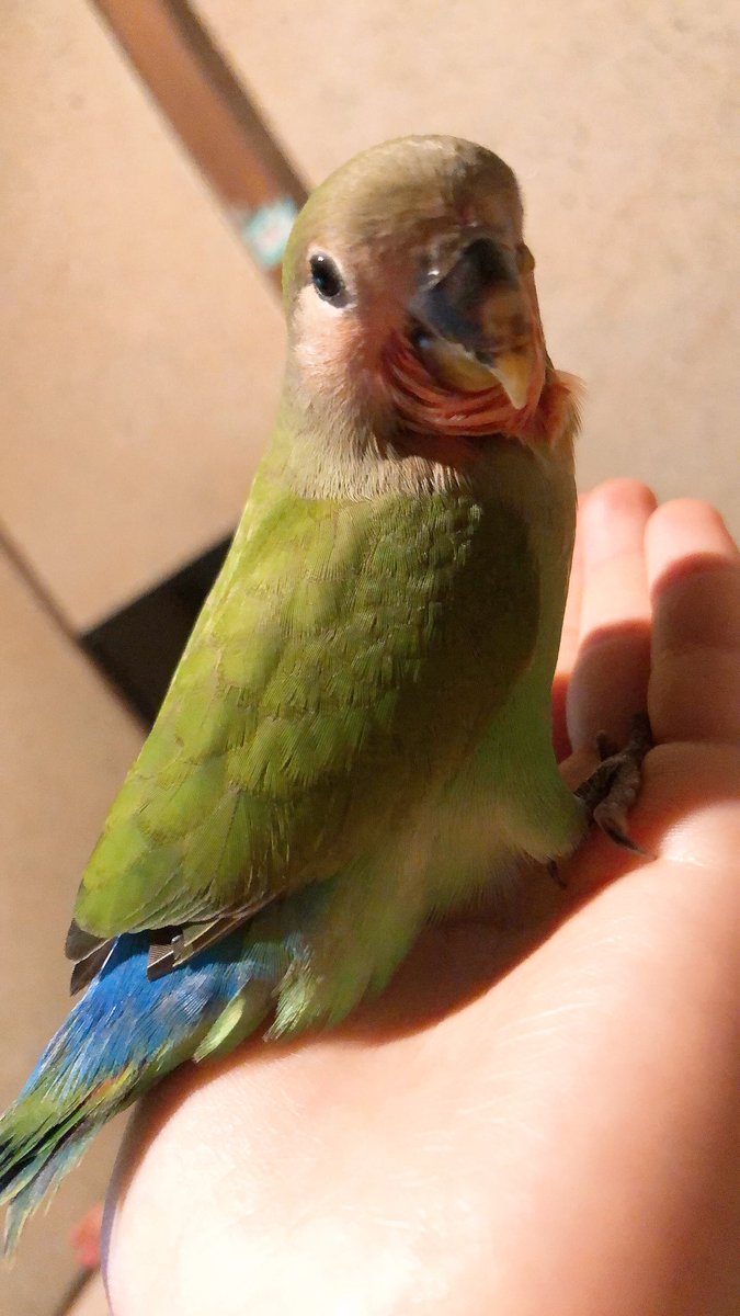 shiopan5131's tweet photo. インコが二羽逃げてしまいました🥲

久留米にお住まいの方、上津町にお住まいの方、緑と黄色の鳥を見かけたら教えていただけると助かります🤲🏻
#久留米 #上津町 #セキセイインコ　#コザクラインコ　#鳥探してます　#探してます https://t.co/DBCSvkOSvm