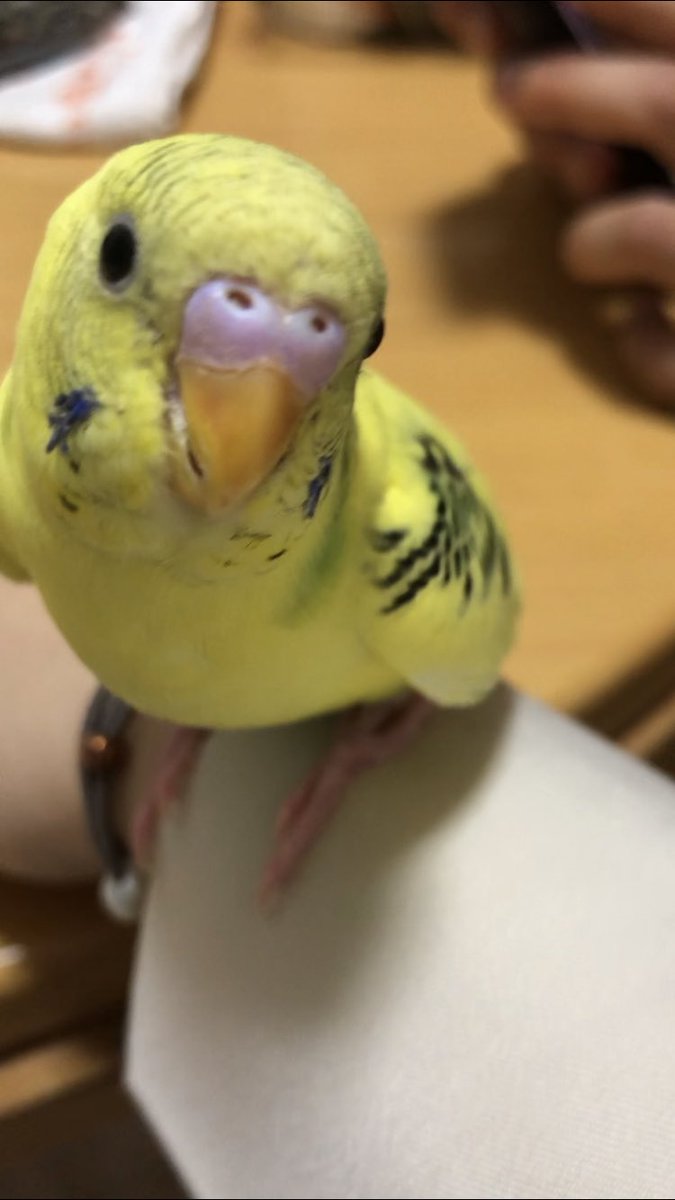 shiopan5131's tweet photo. インコが二羽逃げてしまいました🥲

久留米にお住まいの方、上津町にお住まいの方、緑と黄色の鳥を見かけたら教えていただけると助かります🤲🏻
#久留米 #上津町 #セキセイインコ　#コザクラインコ　#鳥探してます　#探してます https://t.co/DBCSvkOSvm