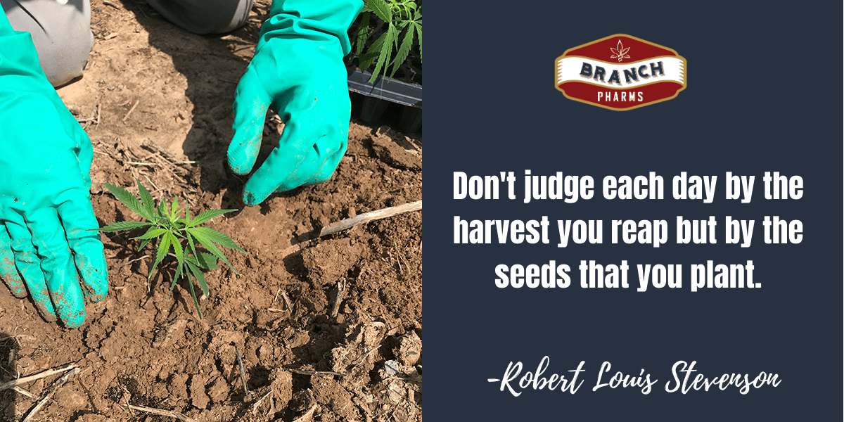 BranchPharms's tweet photo. #MotivationMonday: From Soil to Shelf 🌱
•
•
#branchpharms #cbddistributor #hempfarmers #hempprocessors https://t.co/lJU0tvg6xp