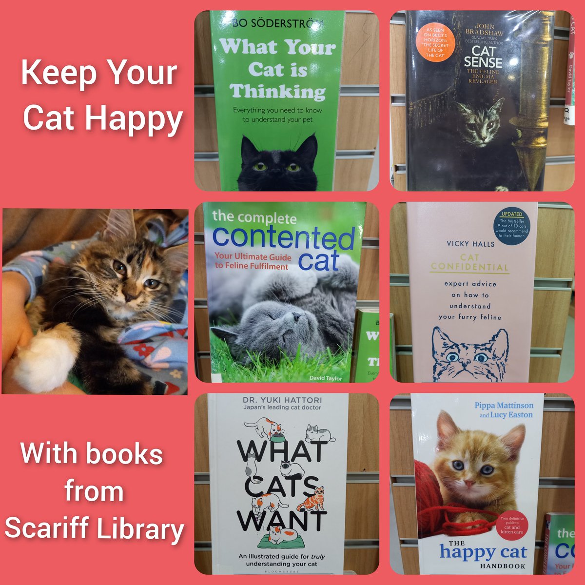 clarelibrary's tweet photo. Could your cat be happier? Do you want to know what your furry friend is thinking ? Find out how with books from Scariff Library!
#CatsLover #booksaboutcats #whatisyourcatthinking #scarifflibrary #confidentcats #catcare #librariesireland https://t.co/pmNKy5fQsf