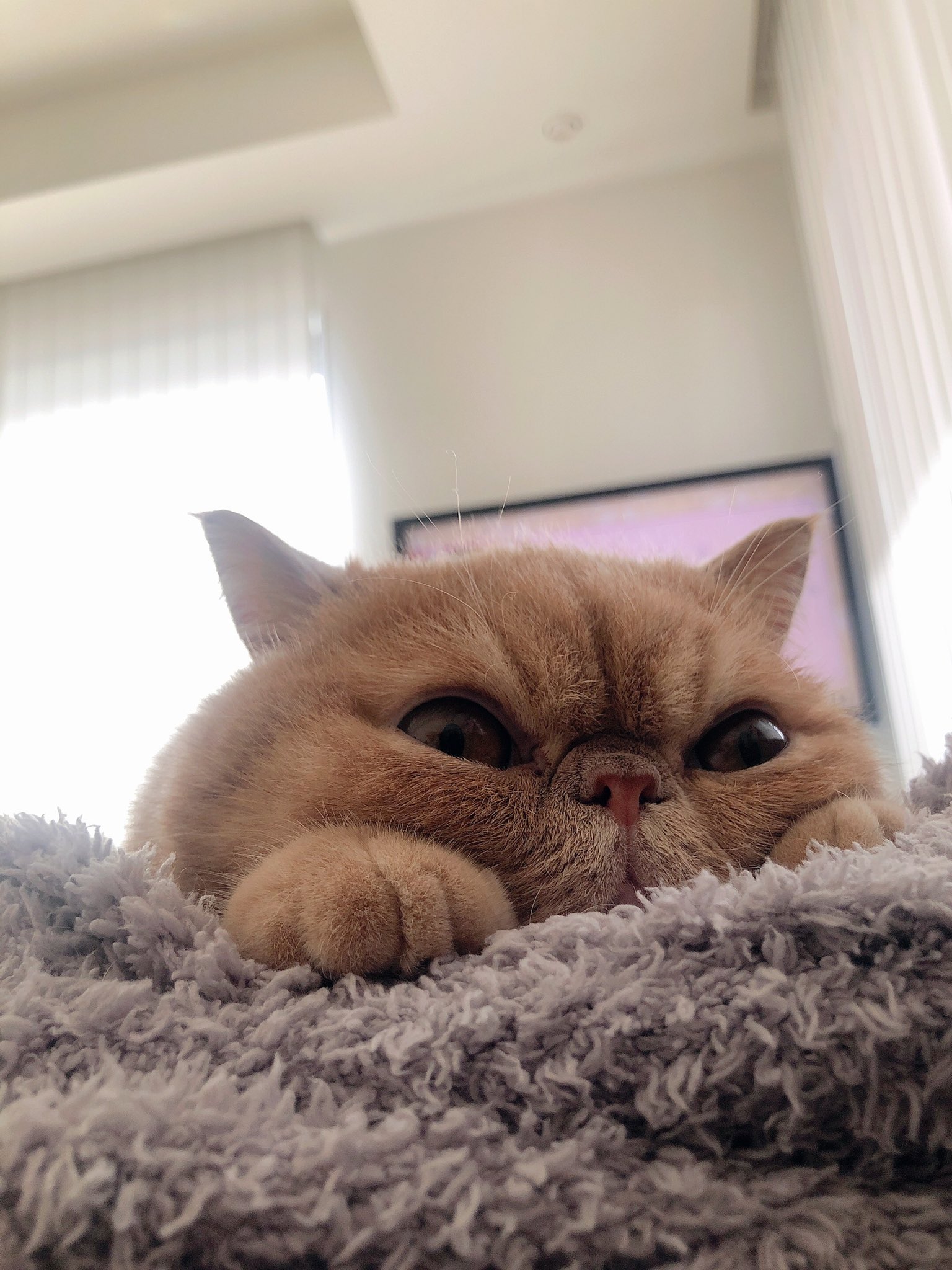 猫とインテリア Twitter Search Twitter