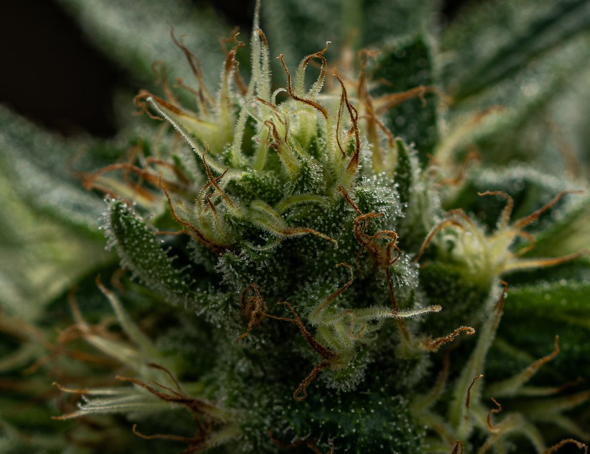 TANGIE #verdeoregon #verde