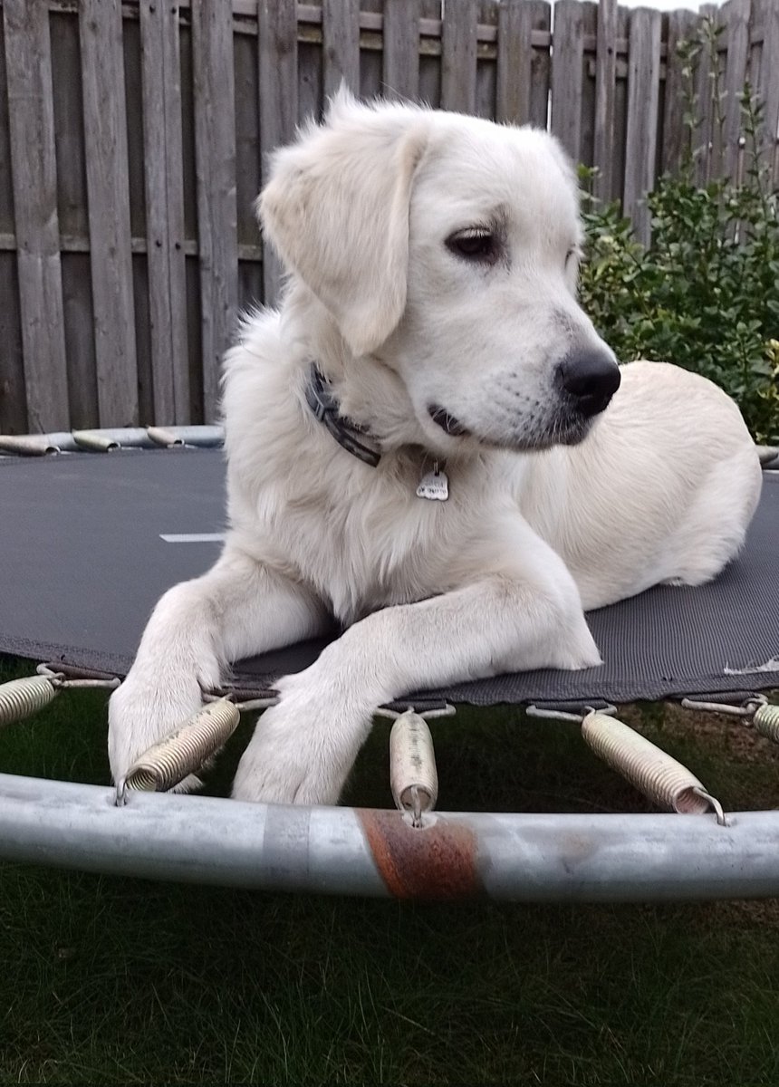 I'm almost 6 months old 😇 #dogsoftwitter #dogs #GoldenRetrievers