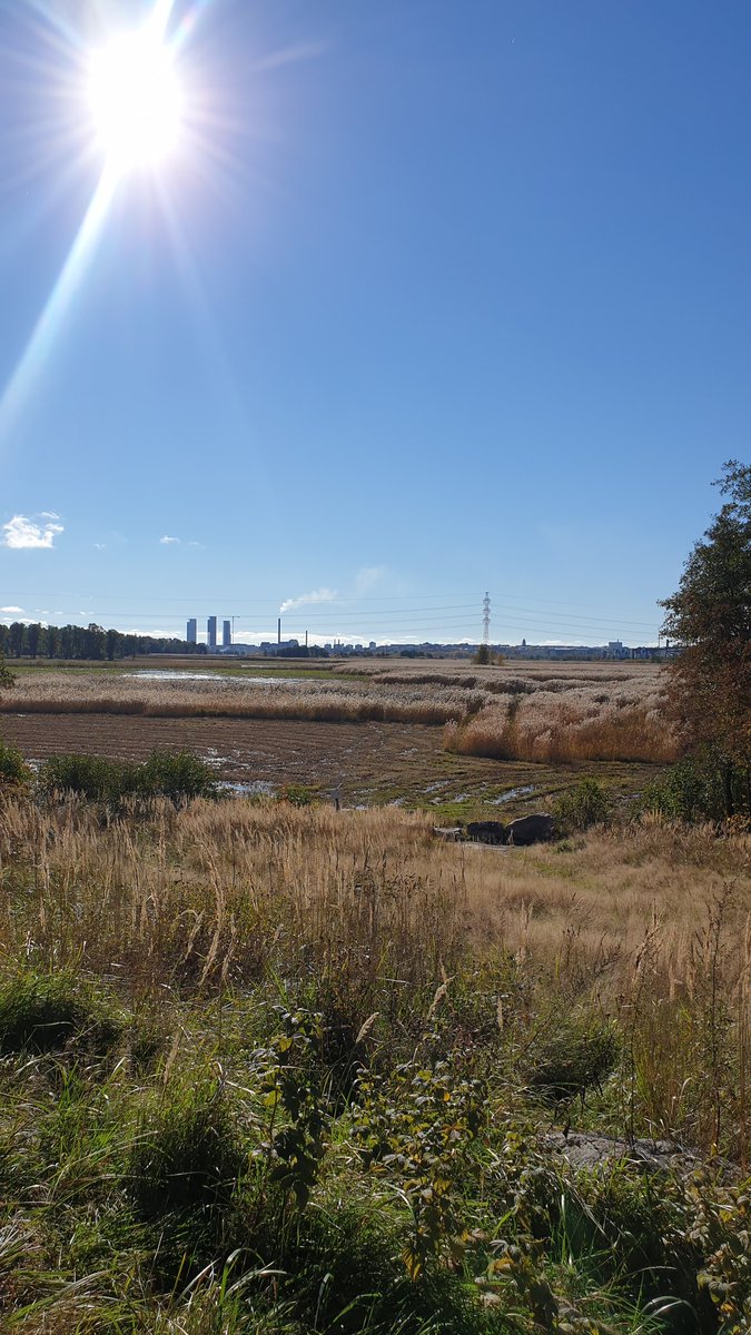 On today's labmeeting (@Marjo__S @duplouy_anne) we went for a walk around the Viikki bay & arboretum. The weather was a treat ☀️🍂 not to mention interacting irl again 😊🥳 @camilasberaldo @mpiresbr2 @abhevo @NadjaVerspagen
@sridharhalali 
@OEB_Helsinki @helsinkiuni #viikkicampus