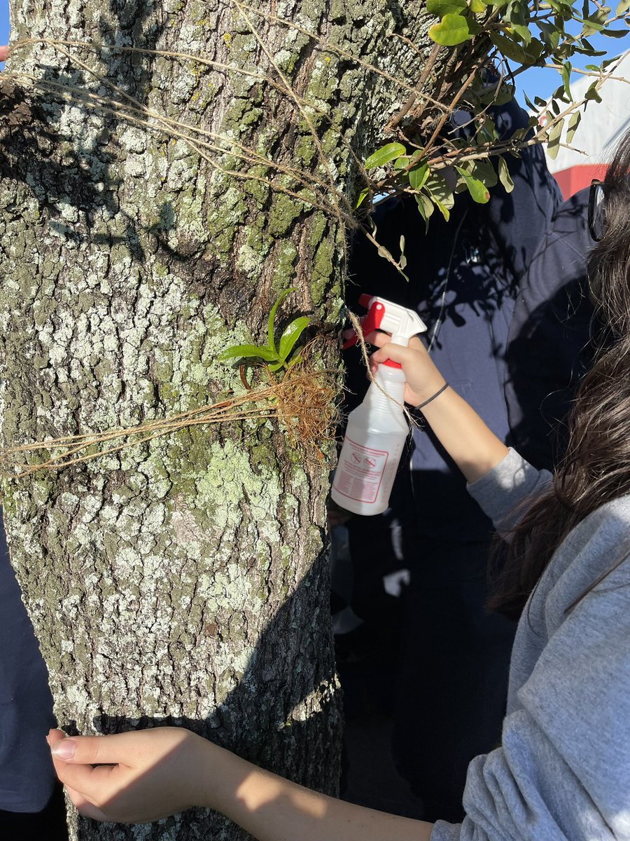 DrSalazariMater's tweet photo. Day 1 for some of our @millionorchid orchids. Identified our host trees and began to attach our orchids. We learned about lichens and the resurrection fern in the process #imater #futurebotanist #millionorchidproject https://t.co/xu7WjBBapV