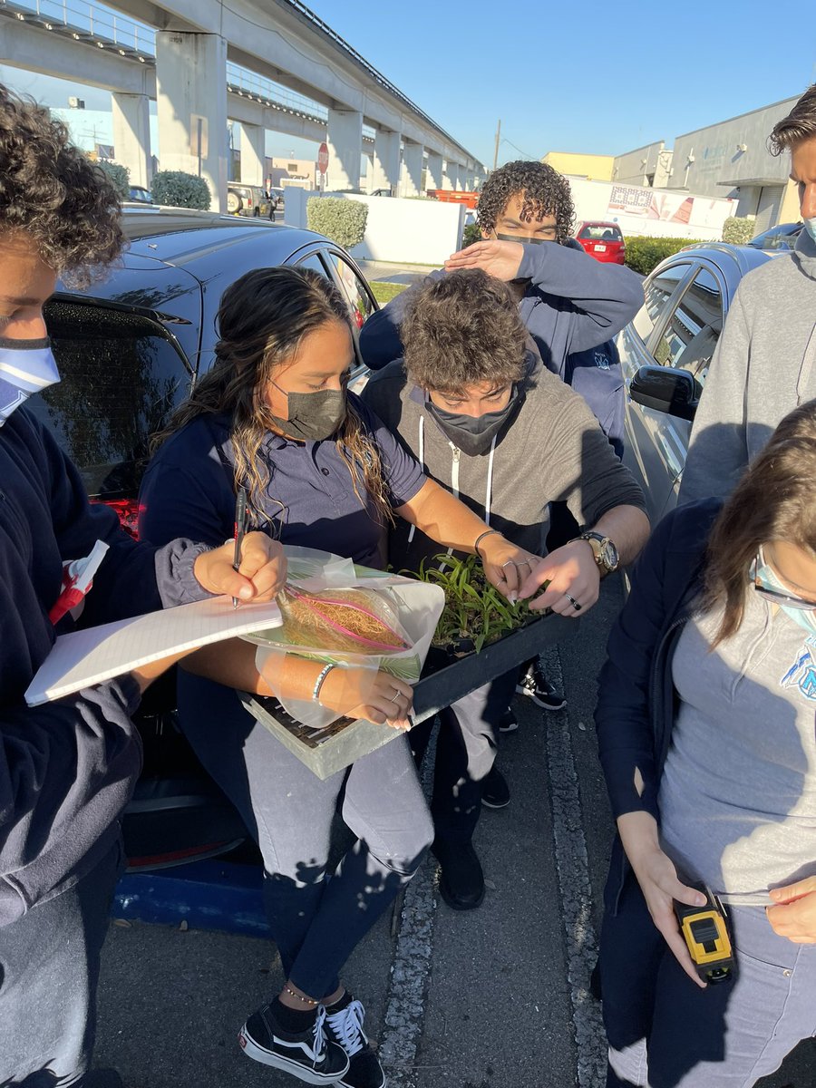 DrSalazariMater's tweet photo. Day 1 for some of our @millionorchid orchids. Identified our host trees and began to attach our orchids. We learned about lichens and the resurrection fern in the process #imater #futurebotanist #millionorchidproject https://t.co/xu7WjBBapV