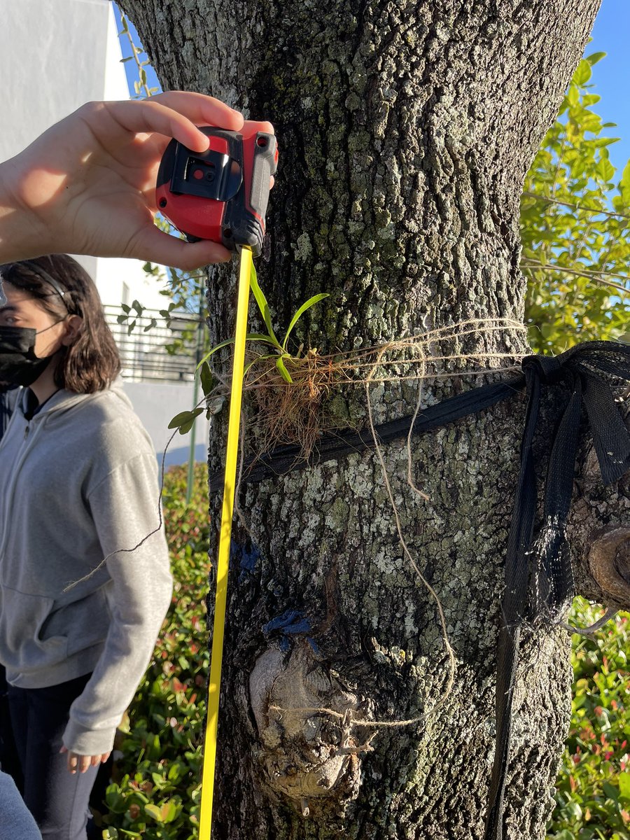 DrSalazariMater's tweet photo. Day 1 for some of our @millionorchid orchids. Identified our host trees and began to attach our orchids. We learned about lichens and the resurrection fern in the process #imater #futurebotanist #millionorchidproject https://t.co/xu7WjBBapV