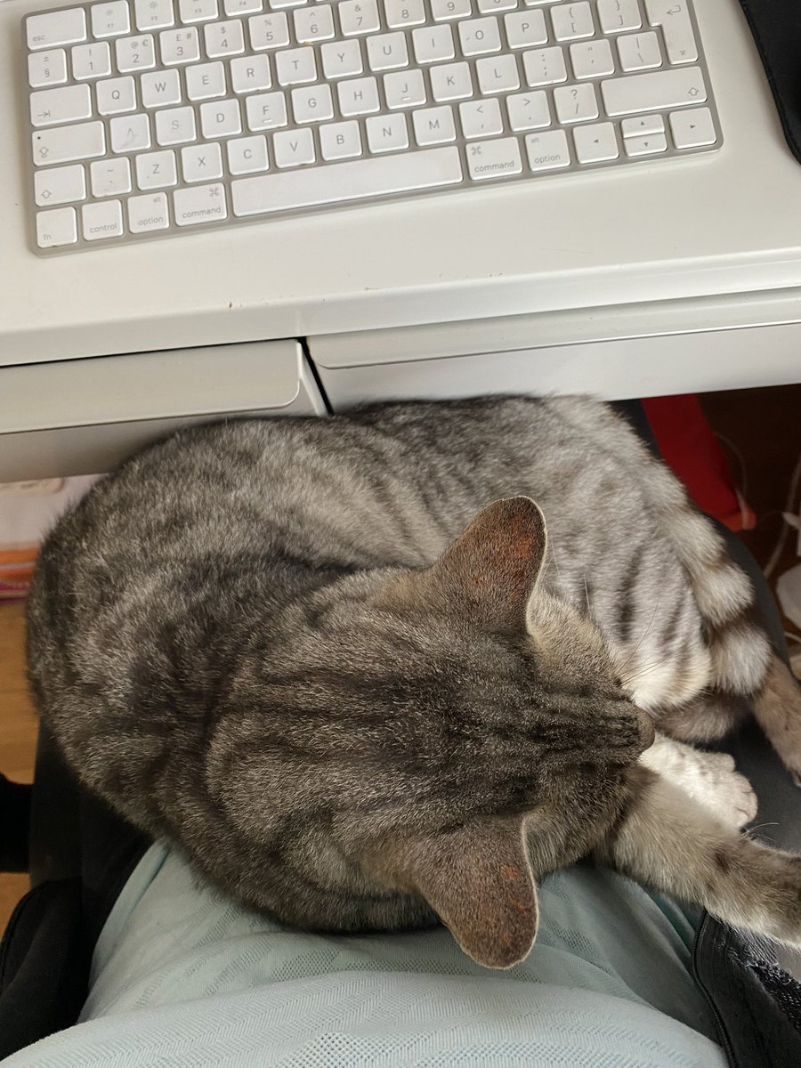 ClaraGuillen2's tweet photo. He came, he jumped, he conquered. My lap is where he is gonna be while I work this afternoon. #simbacat https://t.co/UTb4kAfFB4