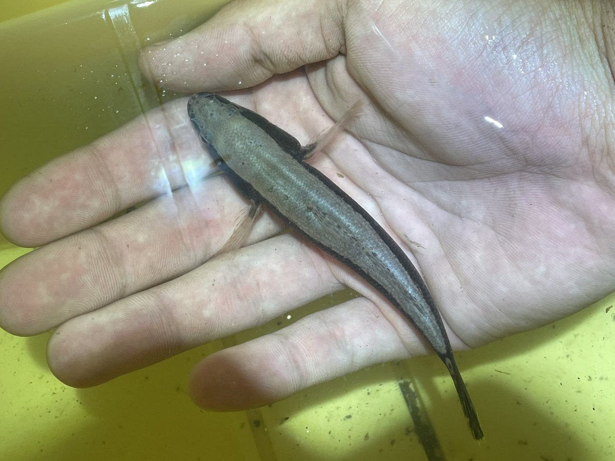 ニゴイスト 元だいまおう 今日ハゼ釣り行った時に同行者の方が釣ってくださったカワアナゴ 飼育してみようと思う 良い魚ですね とても格好いい ニゴイスト 元だいまおう 今日ハゼ釣り行った時に同行者の方が釣ってくださったカワアナゴ 飼育してみようと思う 良い魚ですね とても格好いい