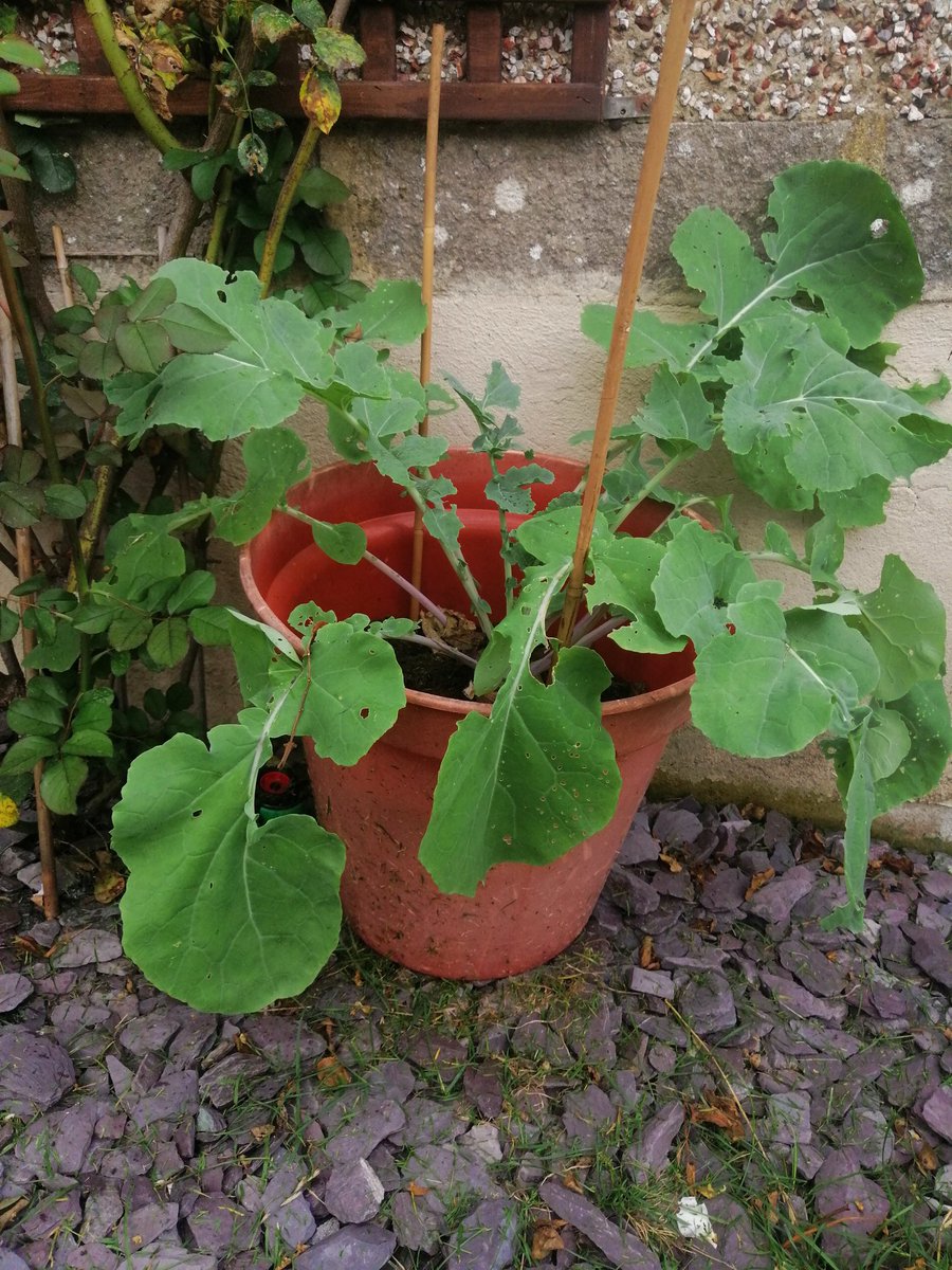 LWard18152703's tweet photo. @AdeleBealey @GreatwoodCPS @RHSSchools Something has definitely been attacking ours.... https://t.co/x9choZf2ti